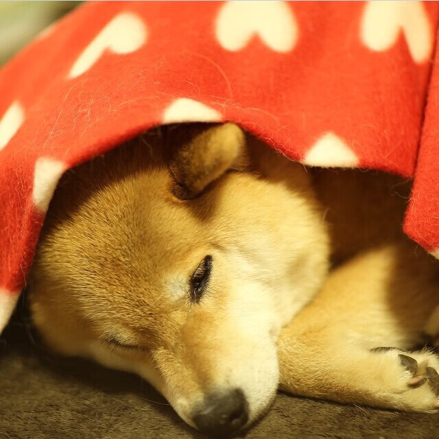 九游登录入口-西雅图海湾者球员逐渐成熟，未来光明，美国西雅图海湾人足球队战绩