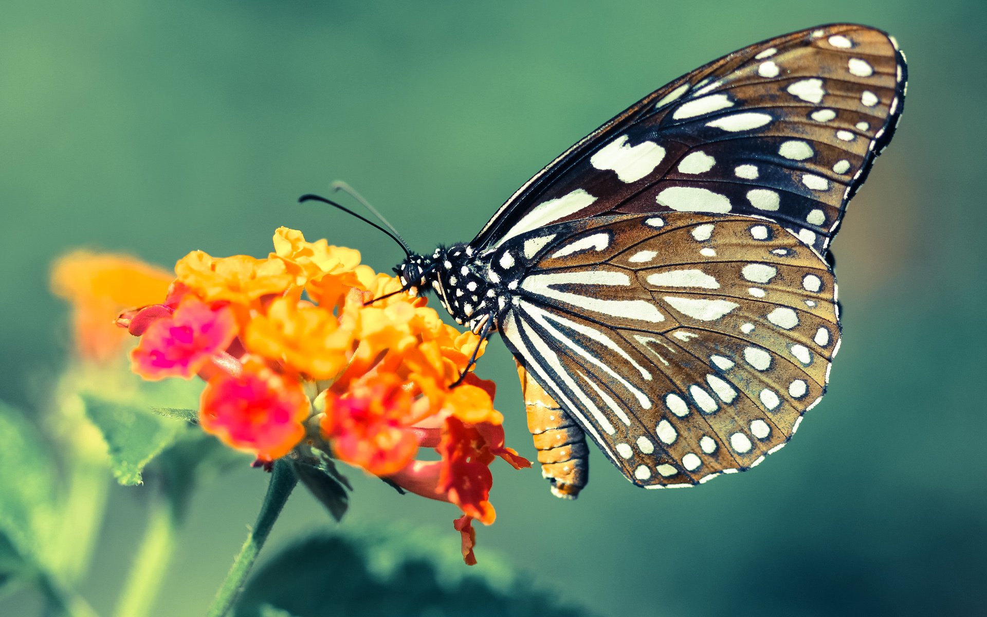 九游官网pc-“胡利安·门德斯:阿根廷美洲狮队的强力后卫,未来发展潜力巨大”
