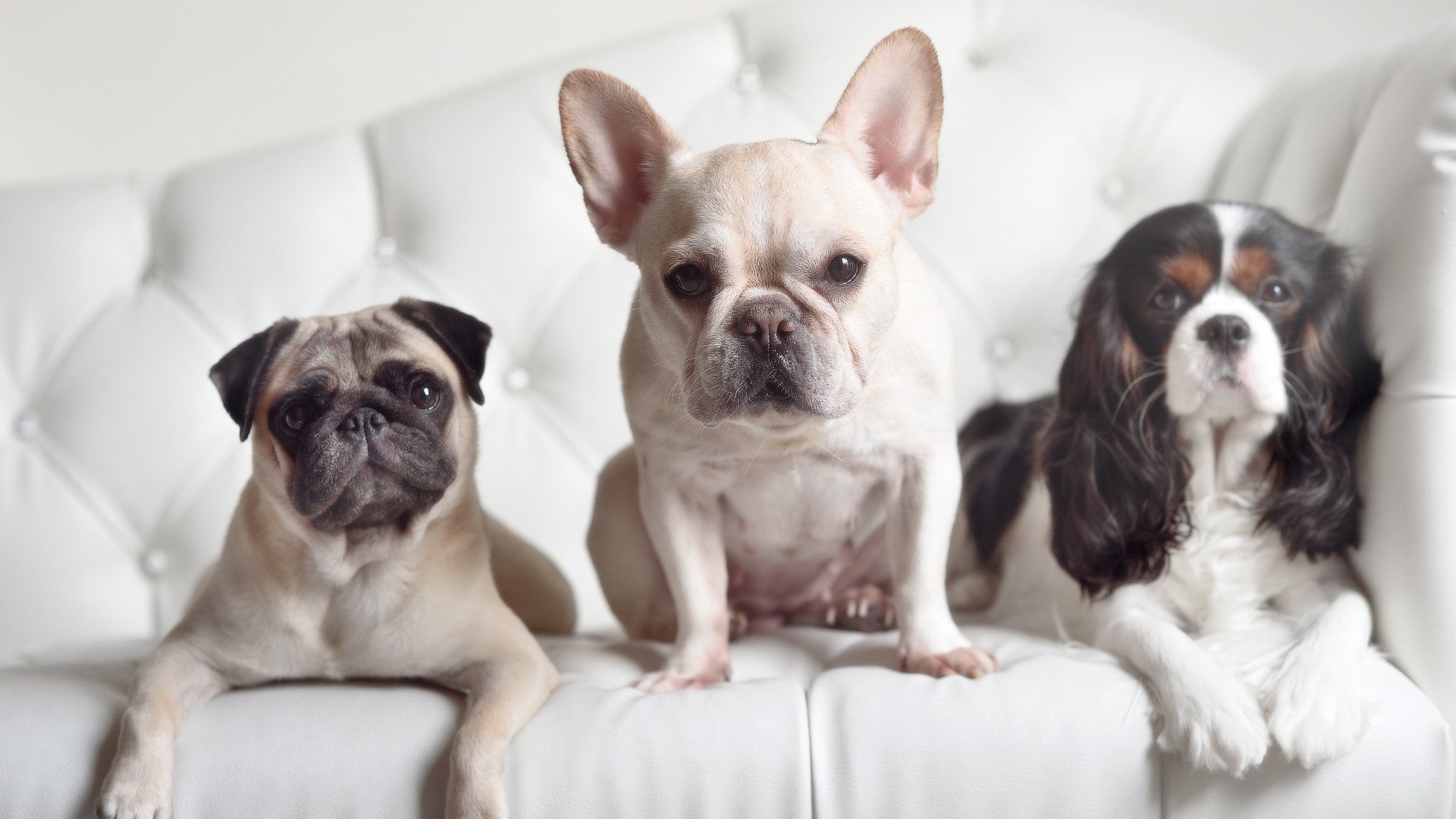 Jiuyou-“马丁·高尔西的防守技巧精湛,阿根廷美洲狮队的未来支柱”