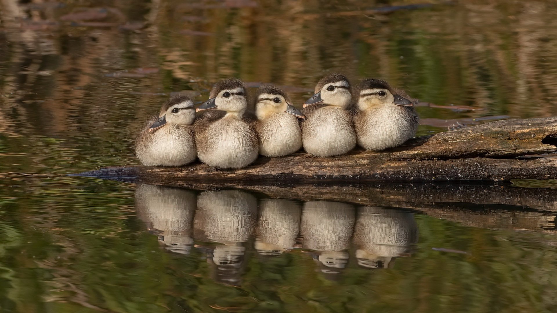 九游官网pc-乌干达男篮在非洲预赛中不屈不挠,一步步迈向大舞台,乌干达篮球全国联赛
