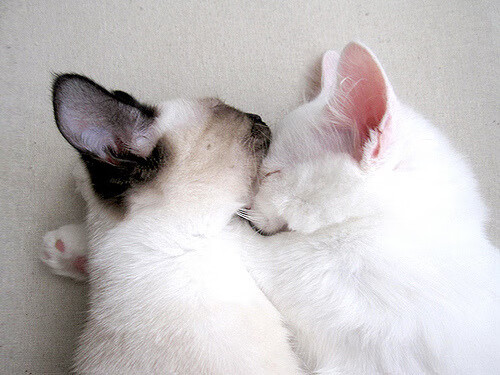 九游官网主页-亚历克斯·格林伍德强悍的防守意识,助袋鼠队控制比赛节奏,格林伍德上赛季进球