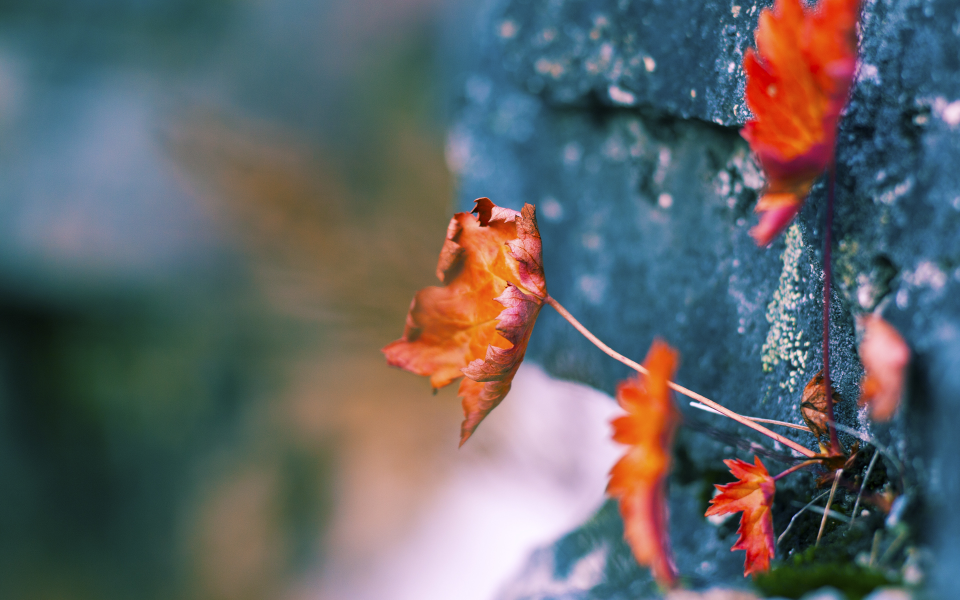 九游-地方足球协会举办教练培训班提升执教水平,业余足球教练培训要求