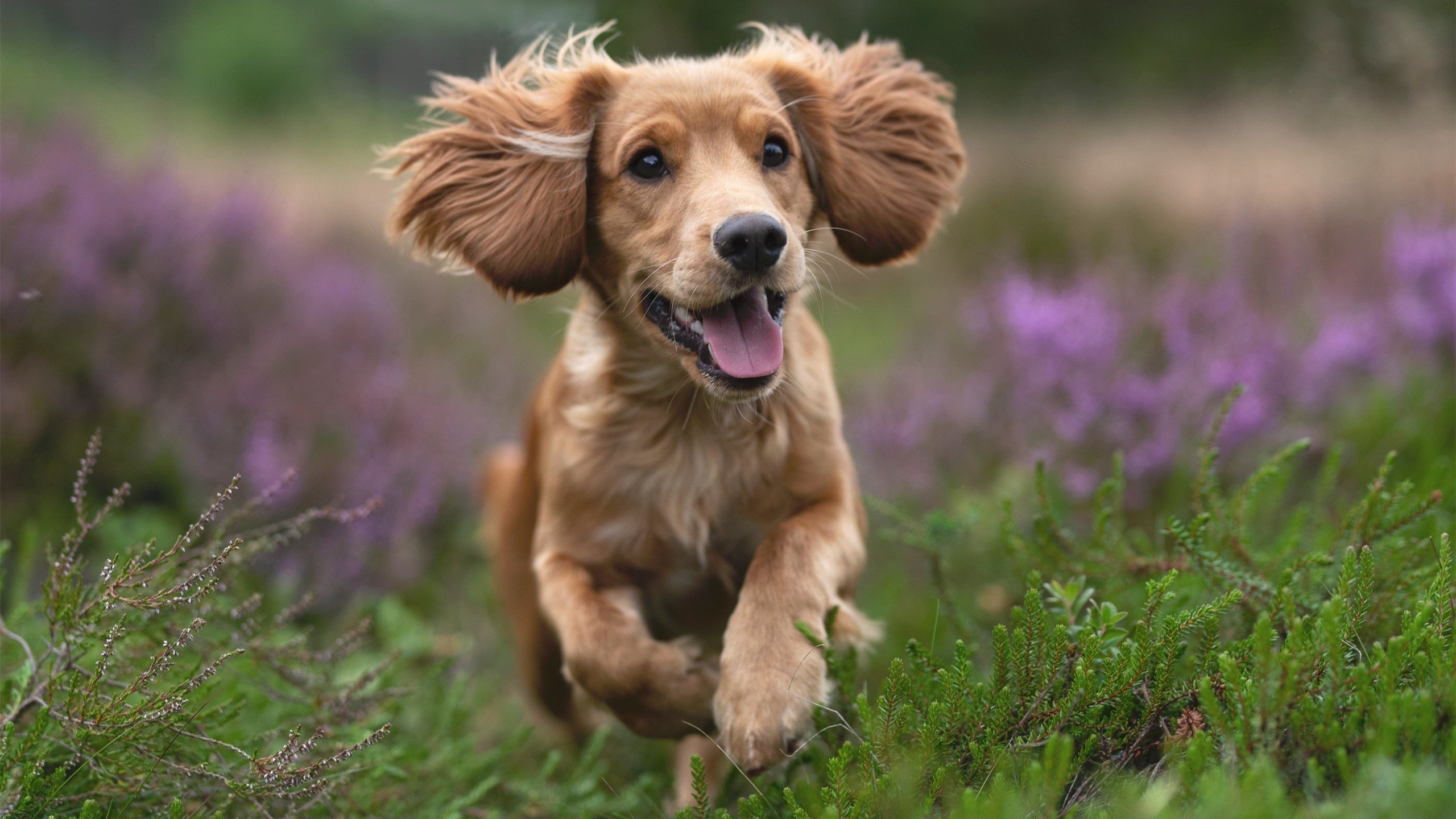 九游娱乐-科里·简:全黑队进攻体系中的“快速突击手”