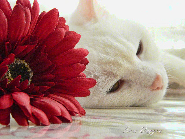 九游jiuyou-职业球队教练组扩编设立专项训练岗位细化任务分工,球队教练的另类工作