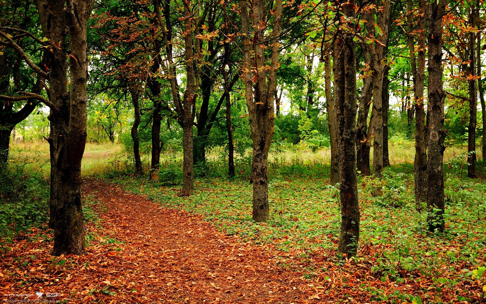 JIUYOU GAMING-Green 领袖作用成团队核心力量,团队中领袖的作用